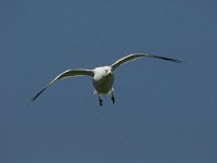 Larus canus 5, Stormmeeuw, adult, Saxifraga-Jan van der Straaten