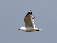 Larus canus 50, Stormmeeuw, Saxifraga-Henk Baptist