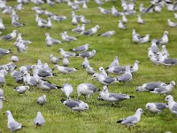 Larus canus 51, Stormmeeuw, Saxifraga-Henk Baptist