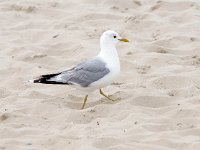 Larus canus 52, Stormmeeuw, Saxifraga-Bart Vastenhouw