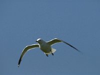 Larus canus 6, Stormmeeuw, adult, Saxifraga-Jan van der Straaten