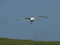 Larus canus 7, Stormmeeuw, adult, Saxifraga-Jan van der Straaten