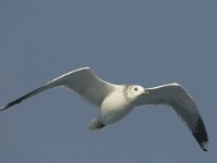 Larus canus 8, Stormmeeuw, winter plumage, adult, Saxifraga-Jan van der Straaten