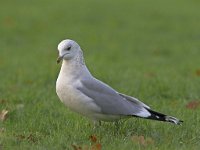 Larus canus 9, Stormmeeuw, Saxifraga-Luc Hoogenstein