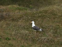 Larus fuscus 36, Kleine mantelmeeuw, Saxifraga-Dirk Hilbers