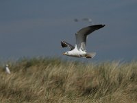 Larus fuscus 40, Kleine mantelmeeuw, Saxifraga-Dirk Hilbers