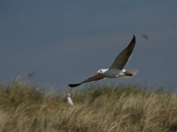 Larus fuscus 41, Kleine mantelmeeuw, Saxifraga-Dirk Hilbers