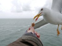 Larus fuscus 51, Kleine mantelmeeuw, Saxifraga-Tom Heijnen