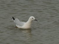 Larus genei 11, Dunsnavelmeeuw, Saxifraga-Willem van Kruijsbergen