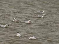 Larus genei 14, Dunsnavelmeeuw, Saxifraga-Willem van Kruijsbergen