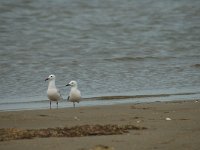 Larus genei 2, Dunsnavelmeeuw, Saxifraga-Jan van der Straaten