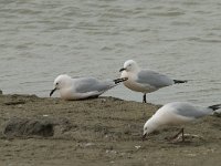 Larus genei 25, Dunsnavelmeeuw, Saxifraga-Willem van Kruijsbergen