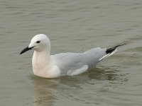 Larus genei 37, Dunsnavelmeeuw, Saxifraga-Willem van Kruijsbergen