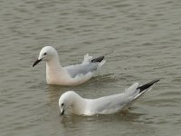 Larus genei 38, Dunsnavelmeeuw, Saxifraga-Willem van Kruijsbergen