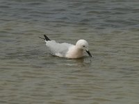 Larus genei 40, Dunsnavelmeeuw, Saxifraga-Willem van Kruijsbergen