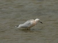 Larus genei 41, Dunsnavelmeeuw, Saxifraga-Willem van Kruijsbergen