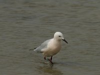 Larus genei 42, Dunsnavelmeeuw, Saxifraga-Willem van Kruijsbergen