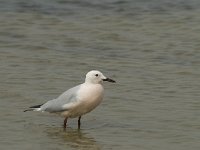 Larus genei 43, Dunsnavelmeeuw, Saxifraga-Willem van Kruijsbergen