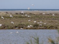 Larus genei 48, Dunsnavelmeeuw, Saxifraga-Mark Zekhuis