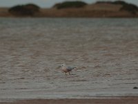 Larus genei 49, Dunsnavelmeeuw, Saxifraga-Bas Klaver