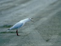 Larus genei 5, Dunsnavelmeeuw, Saxifraga-Luc Hoogenstein