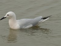 Larus genei 53, Dunsnavelmeeuw, Saxifraga-Willem van Kruijsbergen