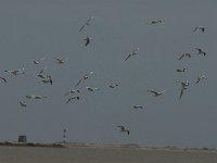 Larus genei 7, Dunsnavelmeeuw, Saxifraga-Jan van der Straaten