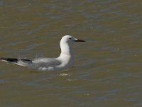 Larus genei 8, Dunsnavelmeeuw, Saxifraga-Jan van der Straaten