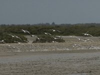 Larus genei 9, Dunsnavelmeeuw, Saxifraga-Jan van der Straaten