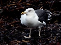 Larus marinus 48, Grote mantelmeeuw, Saxifraga-Bart Vastenhouw