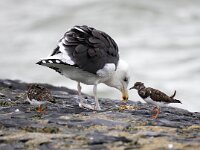 Larus marinus 49, Grote mantelmeeuw, Saxifraga-Bart Vastenhouw