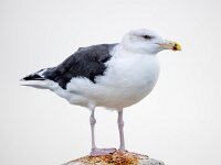 Larus marinus 50, Grote mantelmeeuw, Saxifraga-Bart Vastenhouw