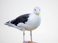 Larus marinus 51, Grote mantelmeeuw, Saxifraga-Bart Vastenhouw