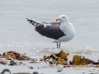 Larus marinus 54, Grote maletelmeeuw, adult, Saxifraga-Theo Verstrael