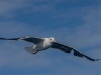 Larus marinus 56, Grote maletelmeeuw, adult, Saxifraga-Theo Verstrael