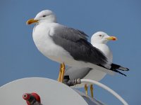 Larus michahellis 86, Geelpootmeeuw, Saxifraga-Ed Stikvoort