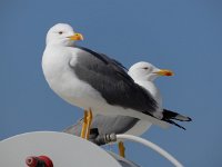 Larus michahellis 88, Geelpootmeeuw, Saxifraga-Ed Stikvoort