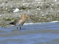 Limosa limosa 14, Grutto, Saxifraga-Tom Heijnen