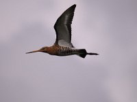 Limosa limosa 157, Grutto, Saxifraga-Luuk Vermeer