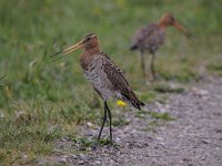 Limosa limosa 158, Grutto, Saxifraga-Luuk Vermeer