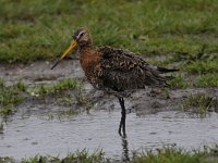 Limosa limosa 160, Grutto, Saxifraga-Luuk Vermeer