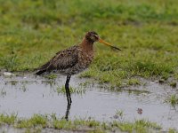 Limosa limosa 166, Grutto, Saxifraga-Luuk Vermeer