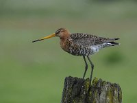 Limosa limosa 167, Grutto, Saxifraga-Luuk Vermeer