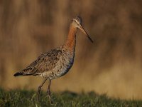 Limosa limosa 168, Grutto, Saxifraga-Luuk Vermeer