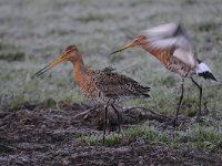 Limosa limosa 173, Grutto, Saxifraga-Luuk Vermeer