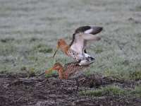 Limosa limosa 174, Grutto, Saxifraga-Luuk Vermeer