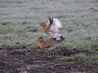 Limosa limosa 176, Grutto, Saxifraga-Luuk Vermeer