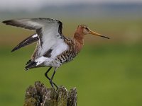 Limosa limosa 178, Grutto, Saxifraga-Luuk Vermeer