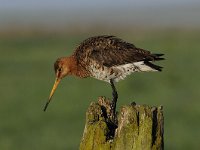 Limosa limosa 180, Grutto, Saxifraga-Luuk Vermeer