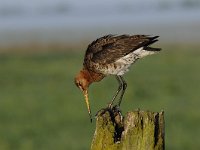 Limosa limosa 182, Grutto, Saxifraga-Luuk Vermeer